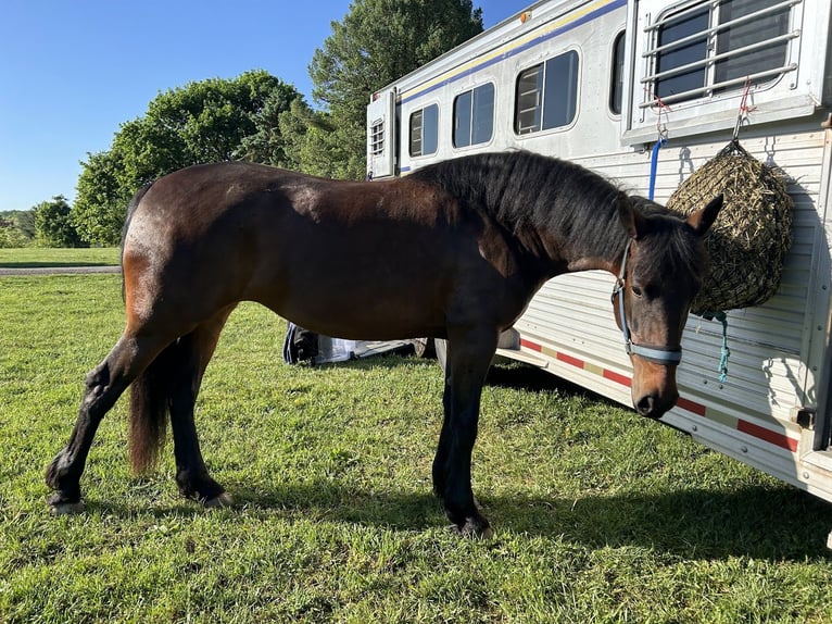 Friesian horses Gelding 6 years 16 hh Bay-Dark in New Holland