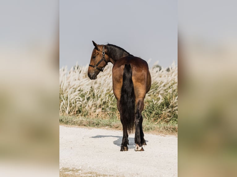 Friesian horses Gelding 6 years 16 hh Bay in Ames