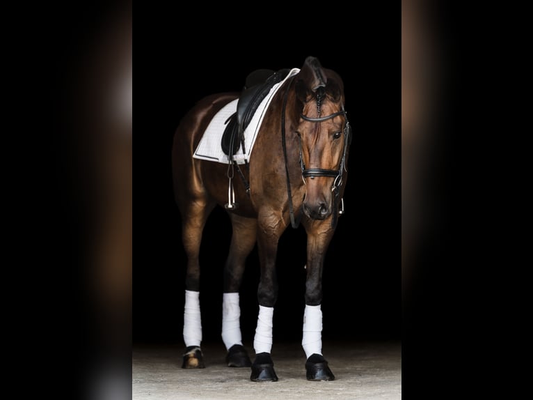 Friesian horses Gelding 6 years 16 hh Bay in Ames