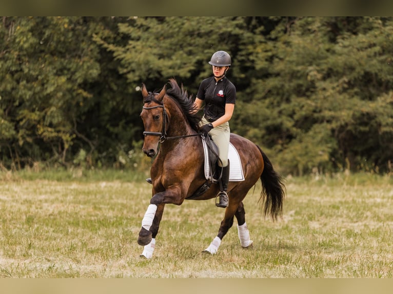 Friesian horses Gelding 6 years 16 hh Bay in Ames