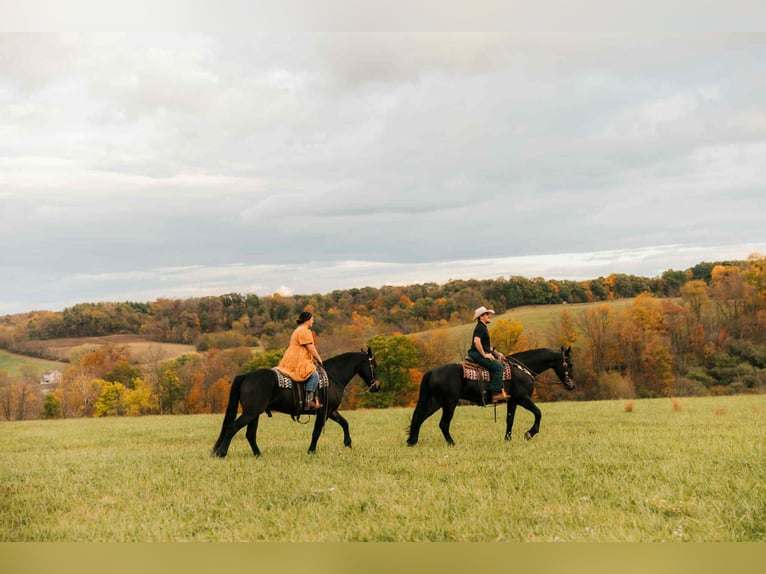 Friesian horses Mix Gelding 6 years 16 hh Bay in Baltic