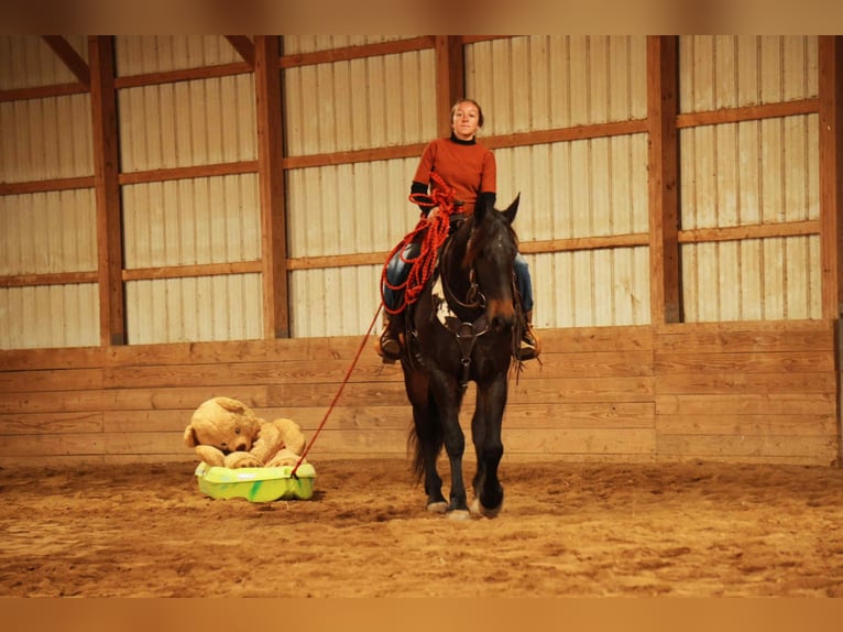 Friesian horses Mix Gelding 6 years 16 hh Bay in Baltic