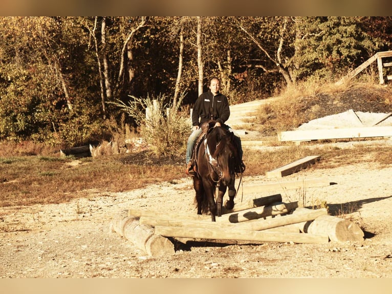Friesian horses Mix Gelding 6 years 16 hh Bay in Baltic