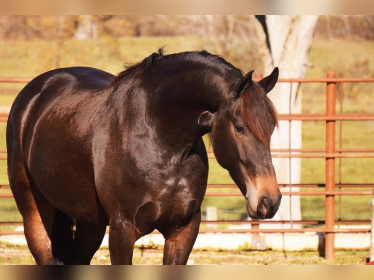 Friesian horses Mix Gelding 6 years 16 hh Bay in Baltic
