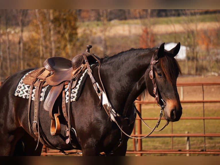 Friesian horses Mix Gelding 6 years 16 hh Bay in Baltic