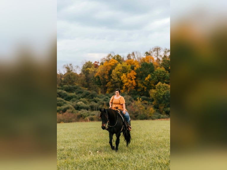 Friesian horses Mix Gelding 6 years 16 hh Bay in Baltic