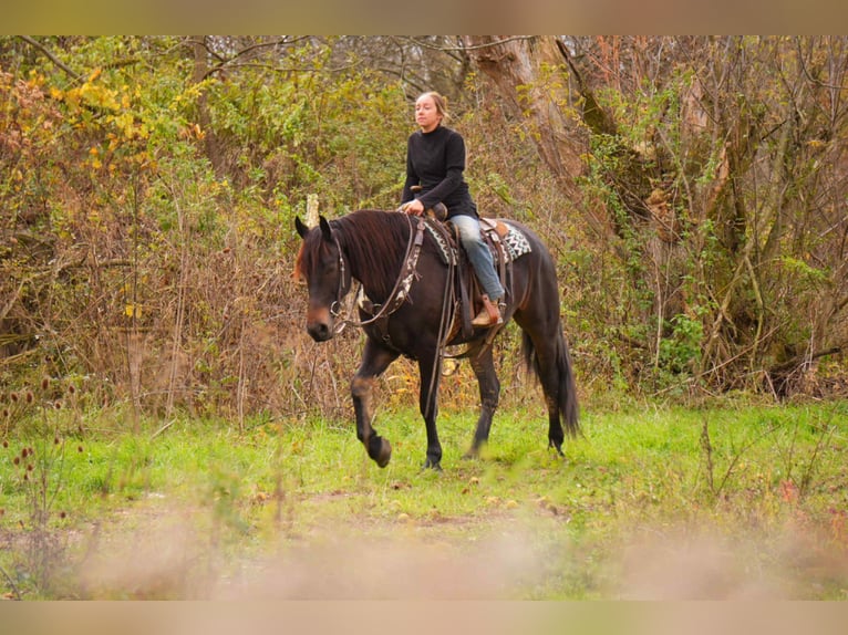 Friesian horses Mix Gelding 6 years 16 hh Bay in Baltic