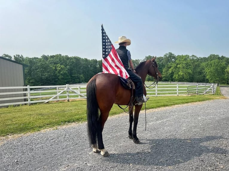 Friesian horses Mix Gelding 6 years 16 hh Bay in Millerstown, PA