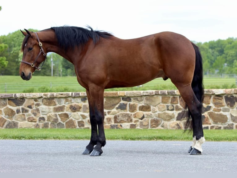Friesian horses Mix Gelding 6 years 16 hh Bay in Millerstown, PA