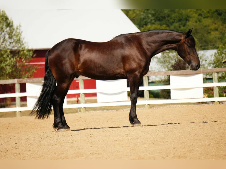 Friesian horses Gelding 6 years 16 hh Bay in Fresno