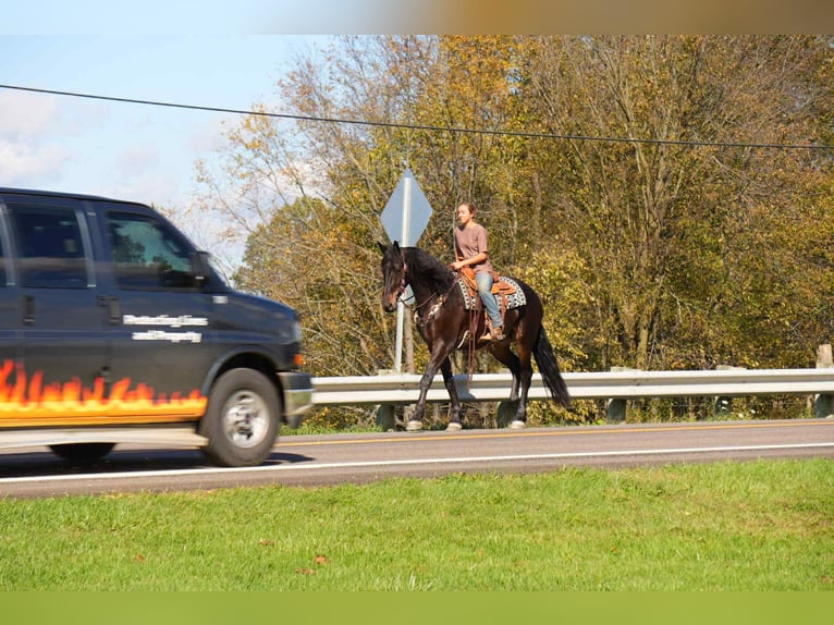 Friesian horses Gelding 6 years 16 hh Bay in Fresno