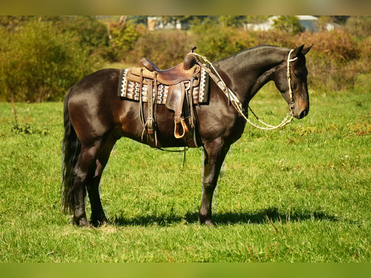 Friesian horses Gelding 6 years 16 hh Bay in Fresno