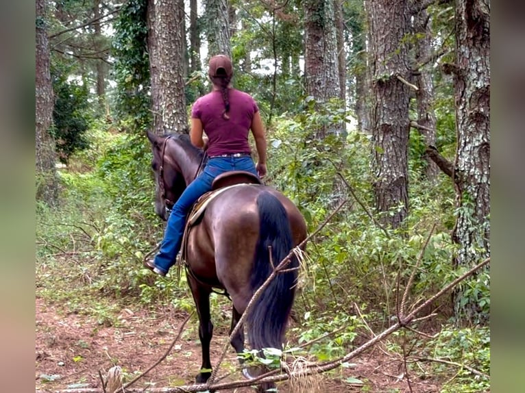 Friesian horses Gelding 6 years 16 hh Black in Johnston