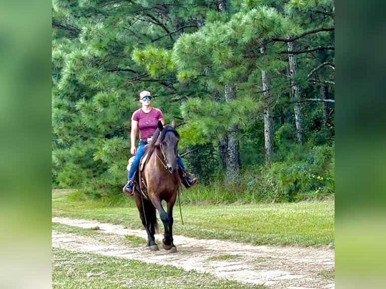 Friesian horses Gelding 6 years 16 hh Black in Johnston