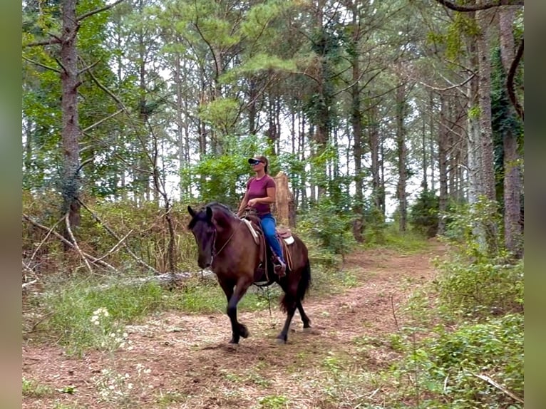Friesian horses Gelding 6 years 16 hh Black in Johnston