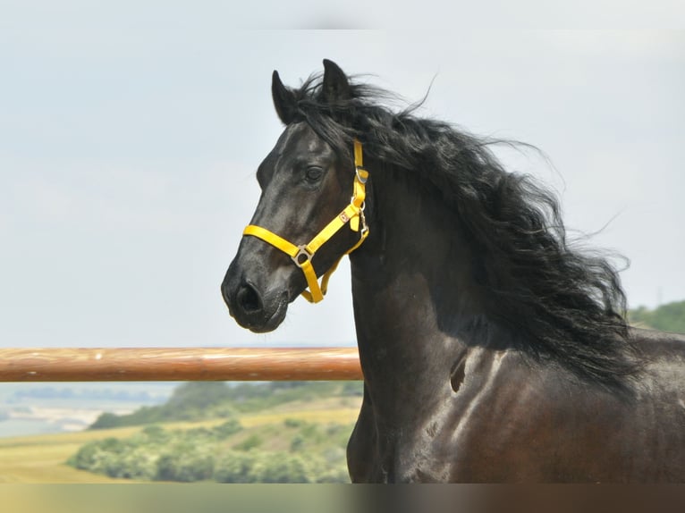 Friesian horses Gelding 6 years 16 hh Black in Ochtendung