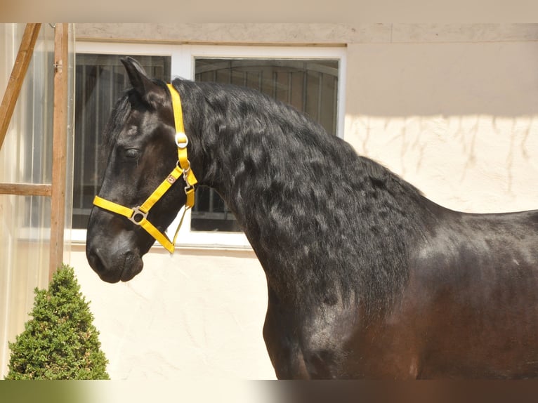 Friesian horses Gelding 6 years 16 hh Black in Ochtendung