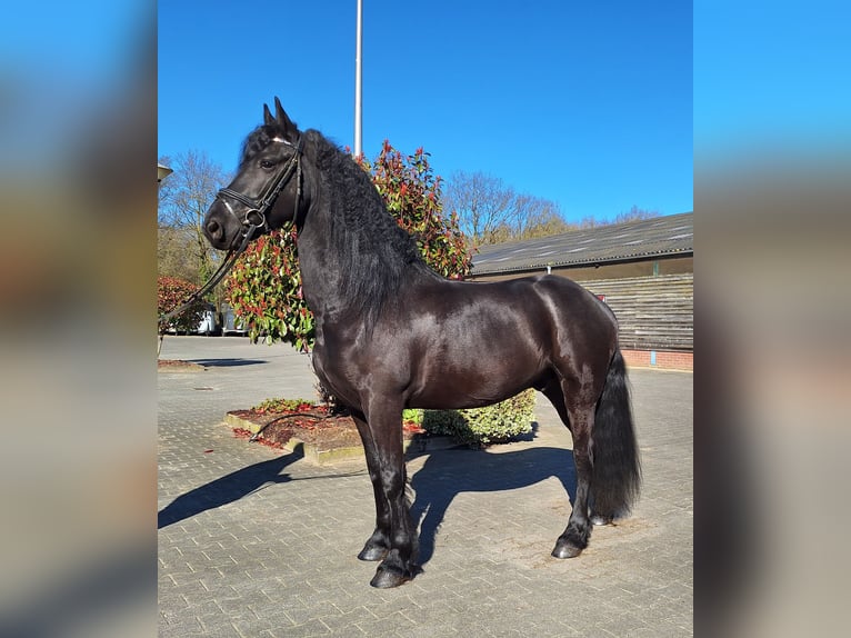 Friesian horses Gelding 6 years 16 hh Black in Dalen