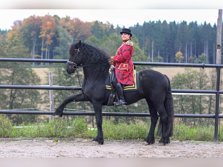 Friesian horses Gelding 6 years 16 hh Black in Bad Wurzach
