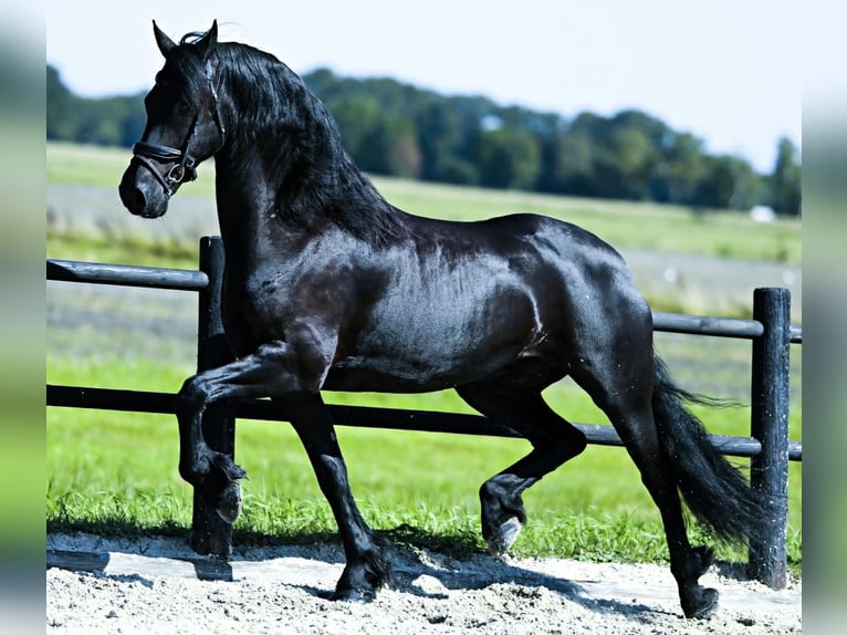 Friesian horses Gelding 6 years 16 hh Black in Amarillo,Texas