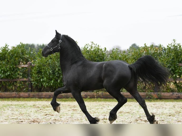 Friesian horses Gelding 6 years 16 hh Black in Los Angeles