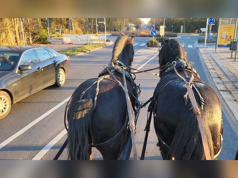 Friesian horses Gelding 6 years 16 hh Black in Langenfeld