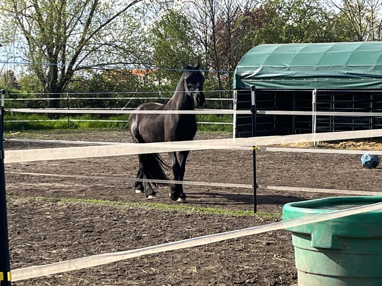 Friesian horses Gelding 6 years 16 hh Black in Reinsdorf bei Nebra