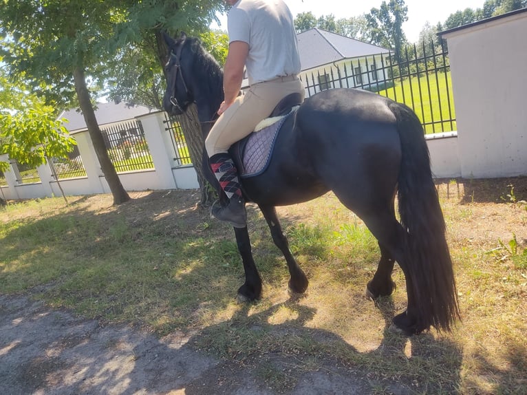 Friesian horses Gelding 6 years 16 hh Black in Reinsdorf bei Nebra