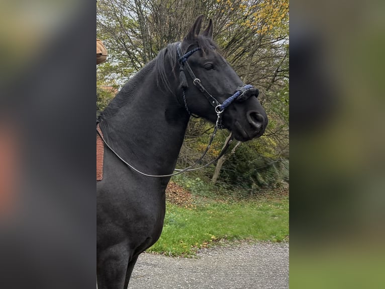 Friesian horses Gelding 6 years 16 hh Black in Solingen