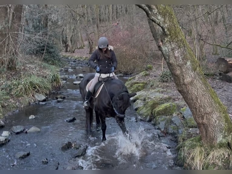 Friesian horses Gelding 6 years 16 hh Black in Solingen