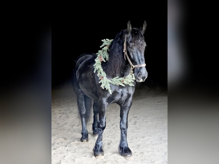 Friesian horses Mix Gelding 6 years 16 hh Black in Heber City