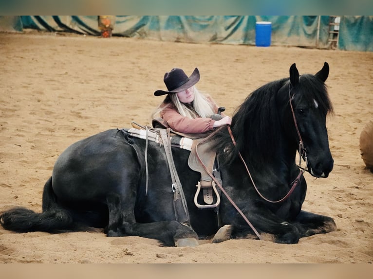 Friesian horses Mix Gelding 6 years 16 hh Black in Heber City