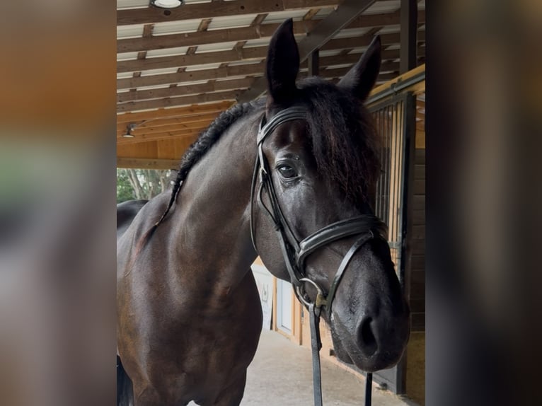 Friesian horses Mix Gelding 6 years 16 hh Black in Ocala, FL
