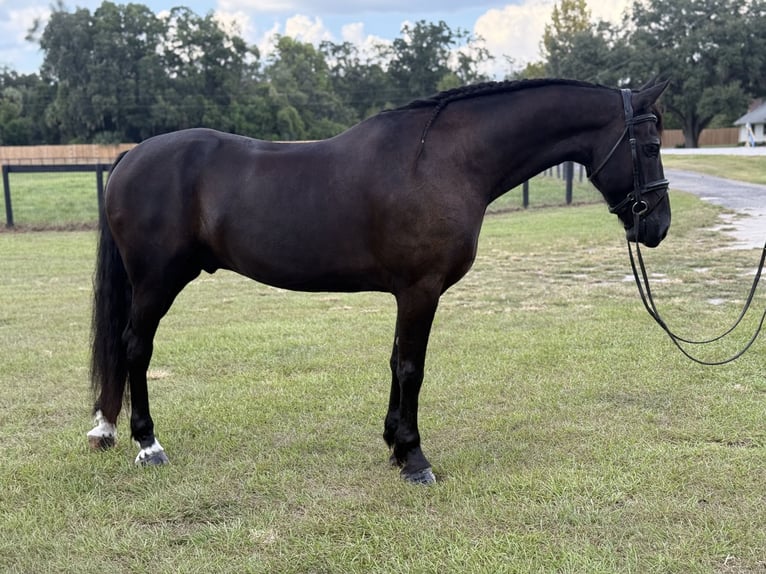 Friesian horses Mix Gelding 6 years 16 hh Black in Ocala, FL