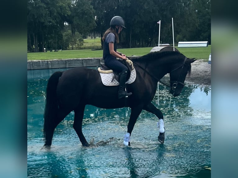 Friesian horses Mix Gelding 6 years 16 hh Black in Ocala, FL