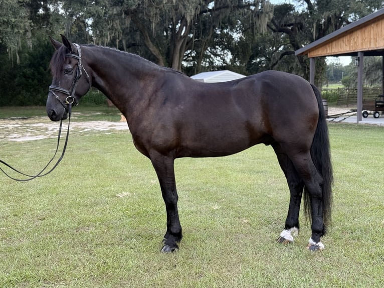 Friesian horses Mix Gelding 6 years 16 hh Black in Ocala, FL