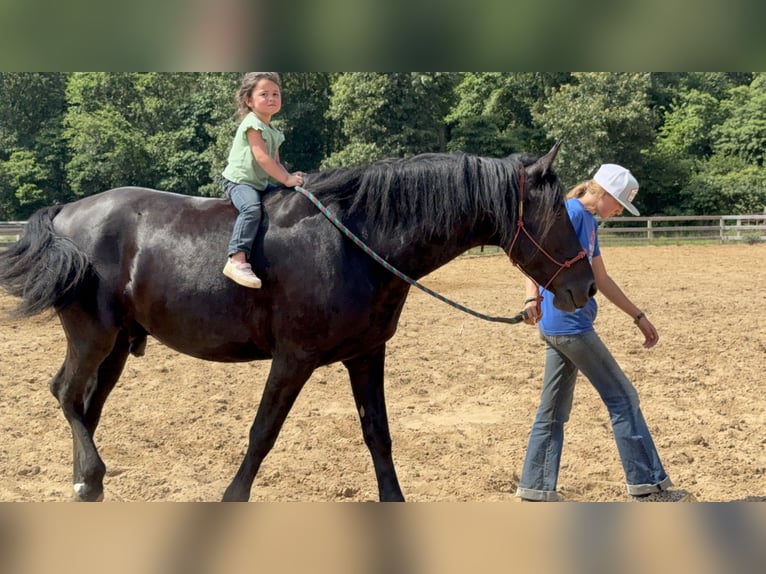 Friesian horses Gelding 6 years 16 hh Black in Niles