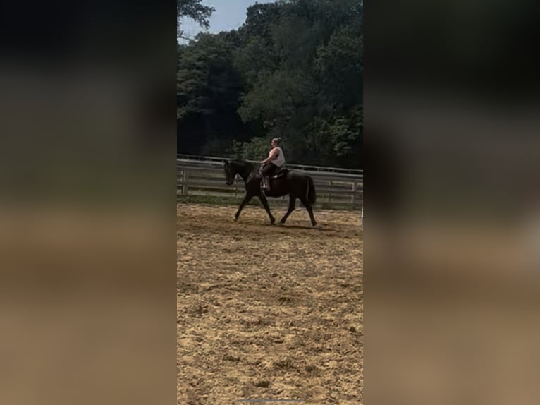 Friesian horses Gelding 6 years 16 hh Black in Niles