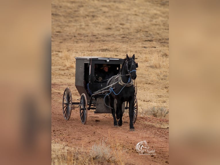 Friesian horses Mix Gelding 6 years 16 hh Black in Ranchester, WY