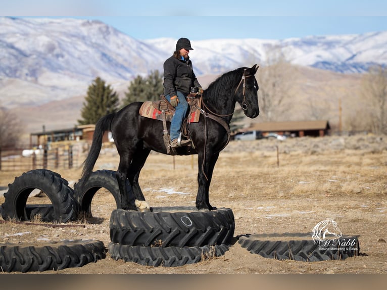 Friesian horses Mix Gelding 6 years 16 hh Black in Ranchester, WY