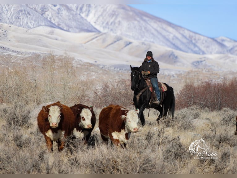 Friesian horses Mix Gelding 6 years 16 hh Black in Ranchester, WY