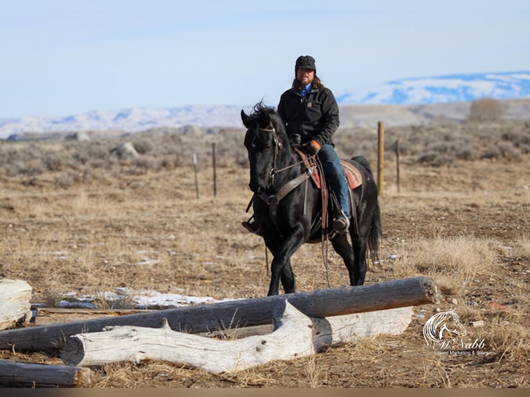 Friesian horses Mix Gelding 6 years 16 hh Black in Ranchester, WY