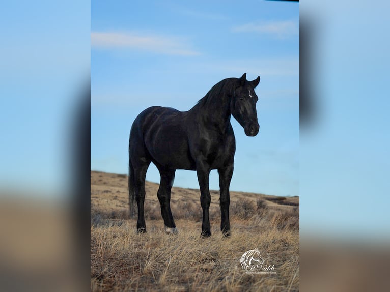 Friesian horses Mix Gelding 6 years 16 hh Black in Ranchester, WY