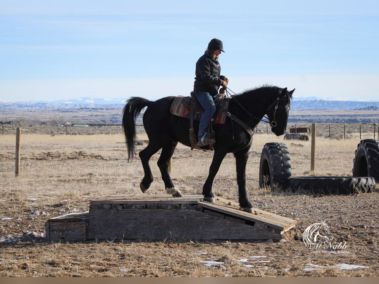 Friesian horses Mix Gelding 6 years 16 hh Black in Ranchester, WY