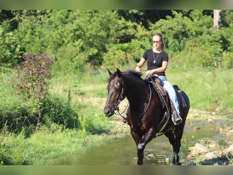 Friesian horses Gelding 6 years 16 hh Black in Fredericksburg, OH