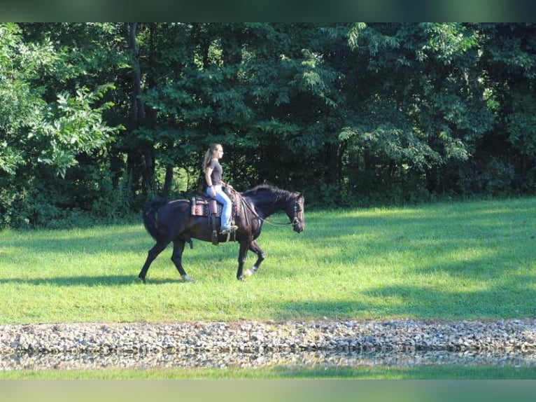 Friesian horses Gelding 6 years 16 hh Black in Fredericksburg, OH