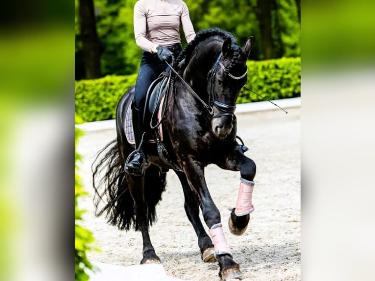 Friesian horses Gelding 6 years 16 hh Black in New York