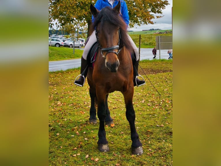 Friesian horses Mix Gelding 6 years 16 hh Brown in K&#xF6;stendorf