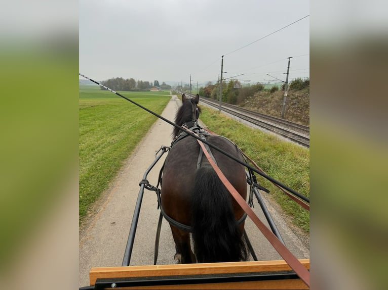 Friesian horses Mix Gelding 6 years 16 hh Brown in K&#xF6;stendorf