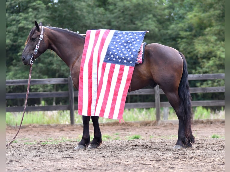 Friesian horses Mix Gelding 6 years 16 hh in Strasburg